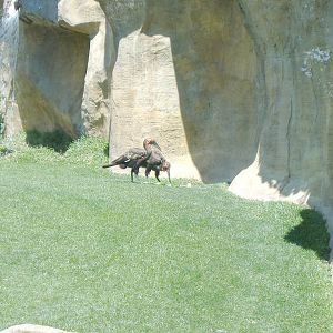 Southern ground hornbills at Fuengirola Zoo, 30 April 2009