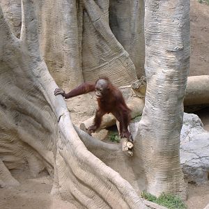 Banggi the Bornean orangutan at Fuengirola Zoo, 30 April 2009