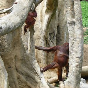Banggi and Mukah the Bornean orangutans at Fuengirola Zoo, 30 April 2009