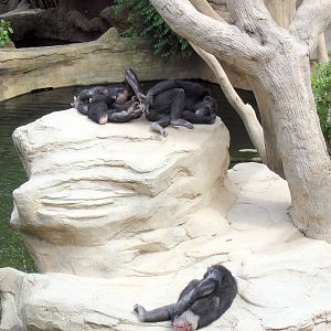 Chimps at Fuengirola Zoo, 30 April 2009