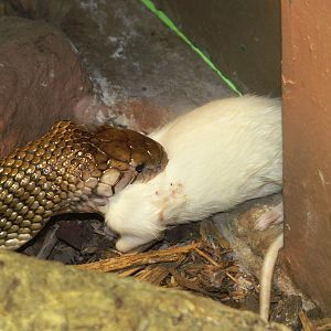 cobra eating
