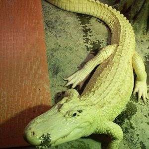 albino alligator