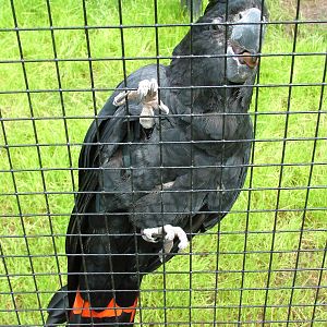 Red-tailed Black Cockatoo at NOP, Veldhoven 16/05/09