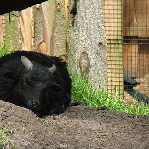 Sheep at NOP, Veldhoven 16/05/09