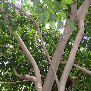Birds in tropical walkthrough at NOP, Veldhoven 16/05/09