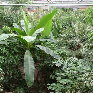 Tropical House at NOP, Veldhoven 16/05/09