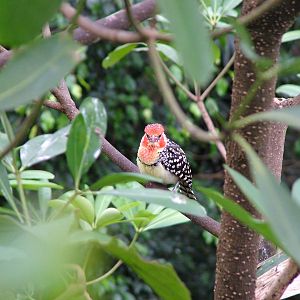 Red-and-yellow Barbet at NOP, Veldhoven 16/05/09