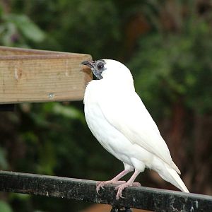 Naked-throated Bellbird at NOP, Veldhoven 16/05/09