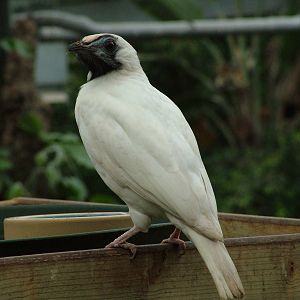 Naked-throated Bellbird at NOP, Veldhoven 16/05/09