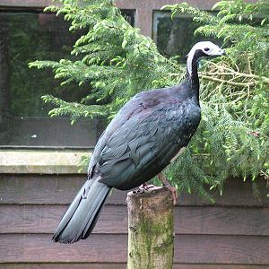 Blue-throated Piping-Guan at NOP, Veldhoven 16/05/09