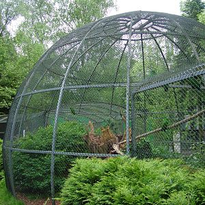 Eclectus Parrot aviary at NOP, Veldhoven 16/05/09
