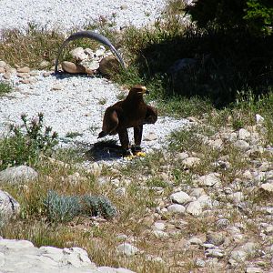 Garden of the Eagles in Benalmadena, 2 May 2009