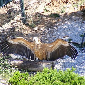 Garden of the Eagles in Benalmadena, 2 May 2009