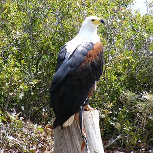 Garden of the Eagles in Benalmadena, 2 May 2009