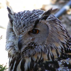 Garden of the Eagles in Benalmadena, 2 May 2009