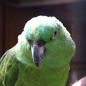Yellow-naped Amazon at NOP, Veldhoven 16/05/09