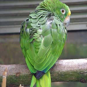 Panama Yellow-fronted Amazon at NOP, Veldhoven 16/05/09