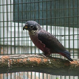 Dusky Parrot at NOP, Veldhoven 16/05/09