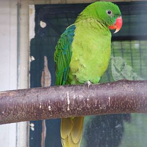 Blue-backed Parrot at NOP, Veldhoven 16/05/09