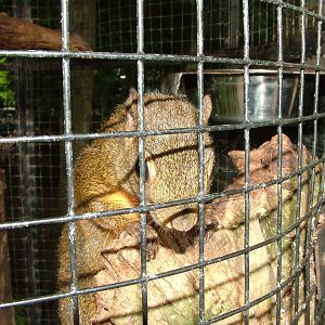 Squirrel at NOP, Veldhoven 16/05/09