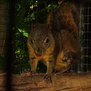 Squirrel at NOP, Veldhoven 16/05/09