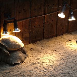 Spurred Tortoises and Egyptian Plover at NOP, Veldhoven 16/05/09