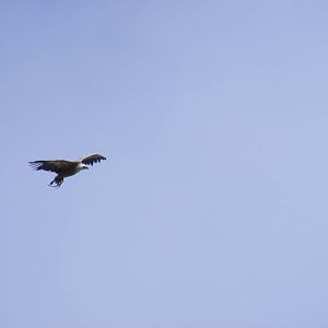 Garden of the Eagles in Benalmadena, 2 May 2009