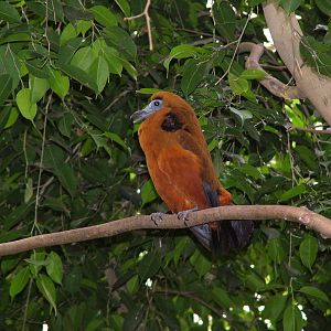 Capuchin Bird at NOP, Veldhoven 16/05/09