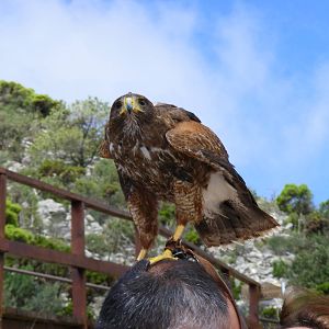 Garden of the Eagles in Benalmadena, 2 May 2009