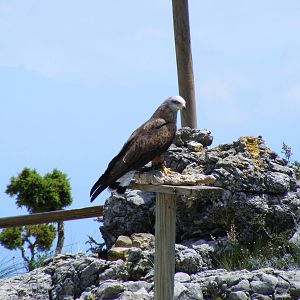 Garden of the Eagles in Benalmadena, 2 May 2009