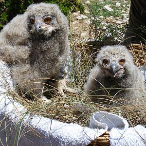 Garden of the Eagles in Benalmadena, 2 May 2009