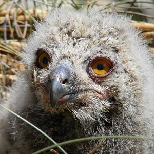 Garden of the Eagles in Benalmadena, 2 May 2009