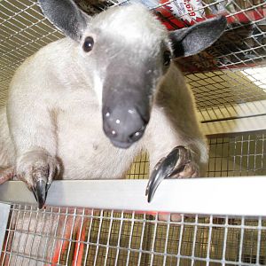 tamandua