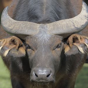Congo buffalo