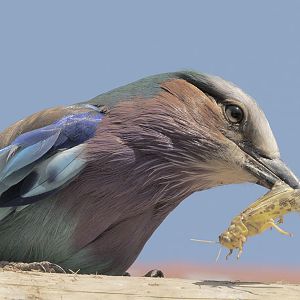 Lilac-breasted roller and lunch