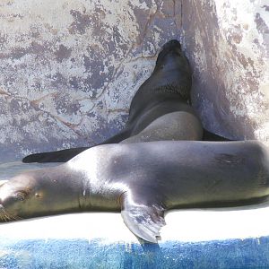 Sandra and Lia the Californian sea lions at Selwo Marina, 2 May 2009