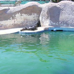 Sandra and Lia the Californian sea lions at Selwo Marina, 2 May 2009