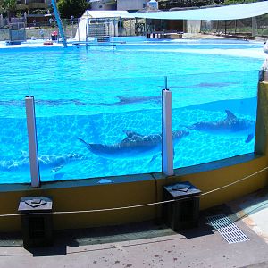 Bottle-nosed dolphins at Selwo Marina, 2 May 2009