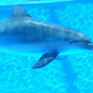 Bottle-nosed dolphin at Selwo Marina, 2 May 2009