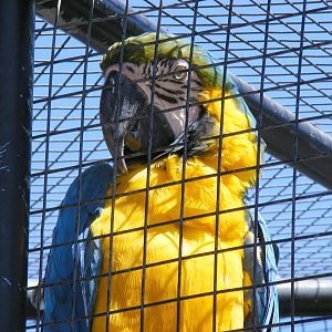 Blue and gold macaw at Selwo Marina, 2 May 2009