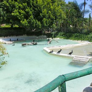 Great cormorants at Selwo Marina, 2 May 2009