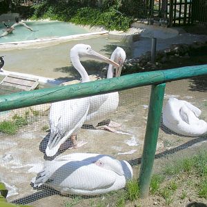 Great cormorants and pelicans at Selwo Marina, 2 May 2009