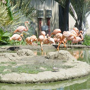 Flamingoes at Selwo Marina, 2 May 2009