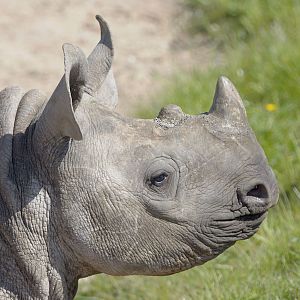 Black rhino calf, Asani, at 7 months old
