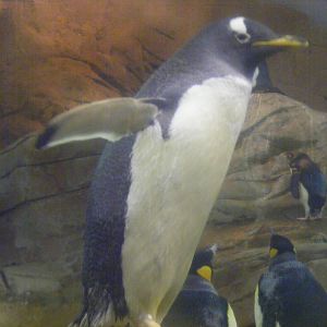 Gentoo penguin at Selwo Marina, 2 May 2009