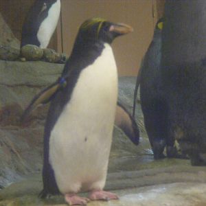 Macaroni penguin at Selwo Marina, 2 May 2009