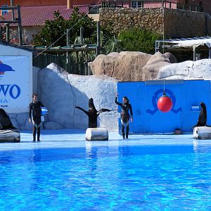 Sandra, Piccolo and Lia the Californian sea lions at Selwo Marina, 2 May 20