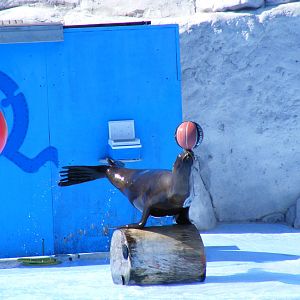 Piccolo the Californian sea lion at Selwo Marina, 2 May 2009