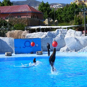 Sandra and Lia the Californian sea lions at Selwo Marina, 2 May 2009