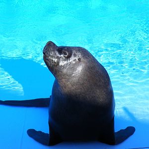 Bruno the Californian sea lion at Selwo Marina, 2 May 2009